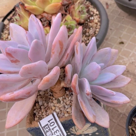 粉兔23101多肉植物