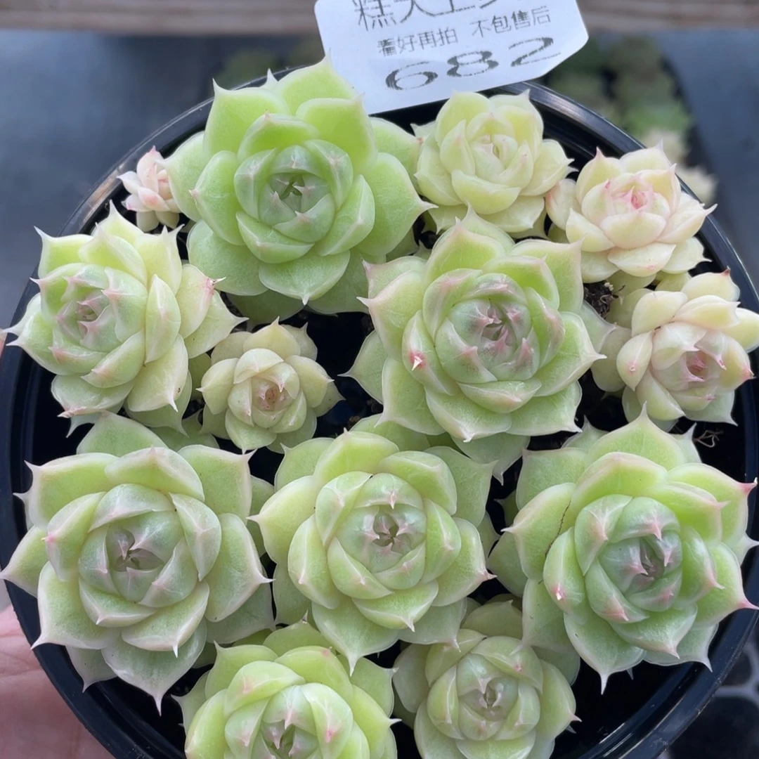 云糖心多肉植物682