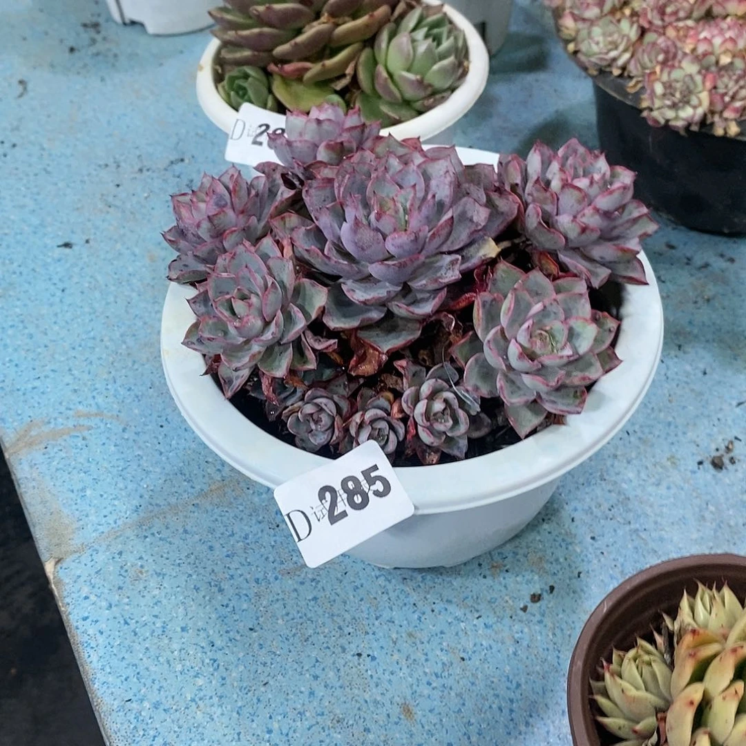 南****菜285赫拉多肉植物