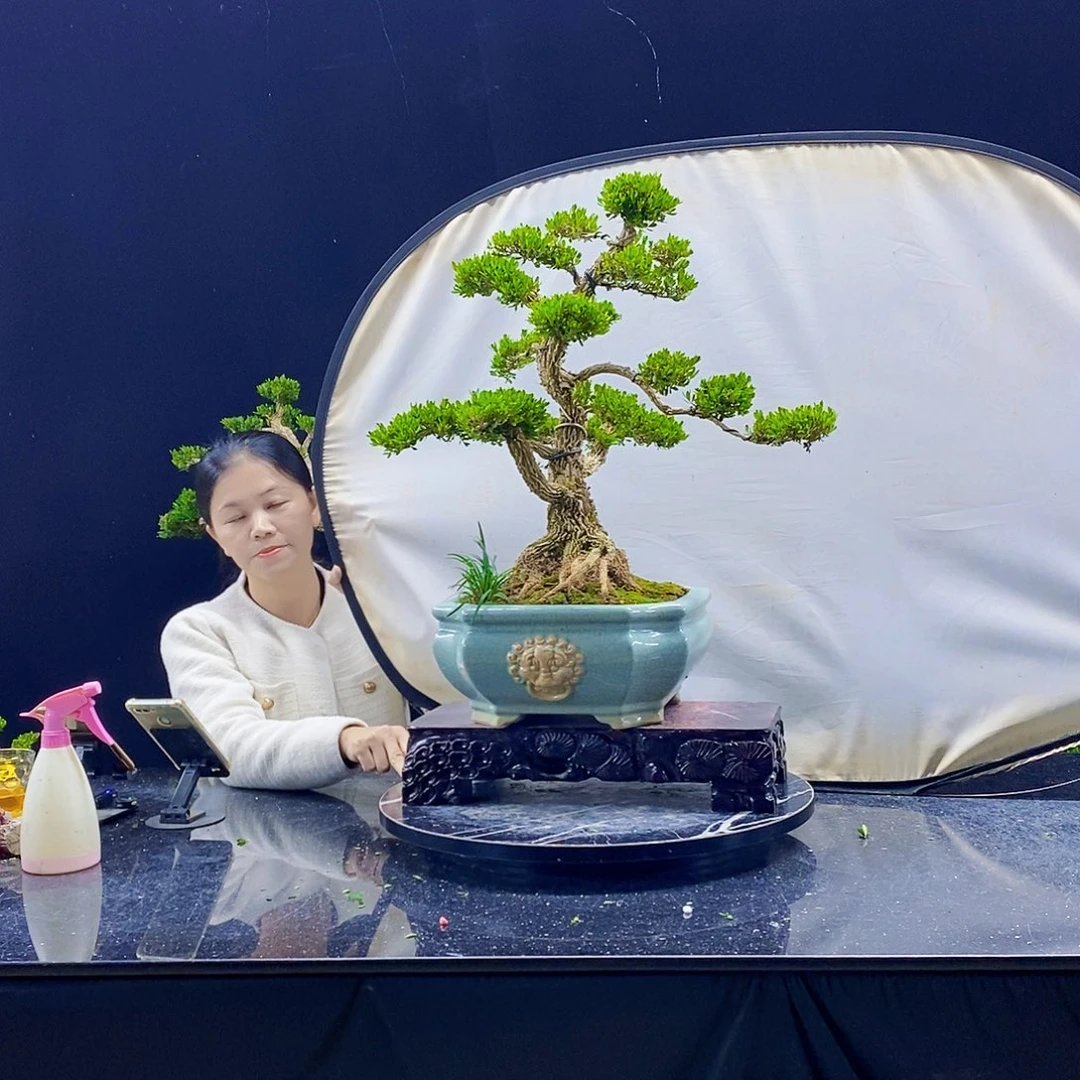无花朵黄杨盆景造型