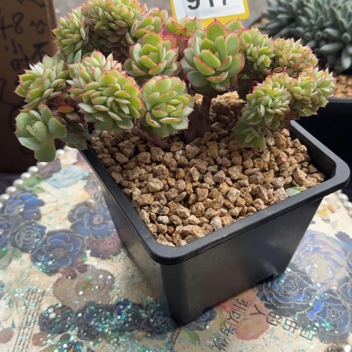 多肉植物牡丹亭缀917