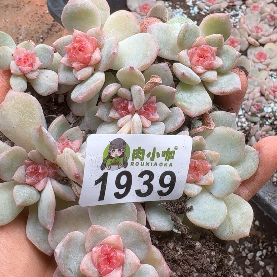 今***丶多肉植物多肉植物