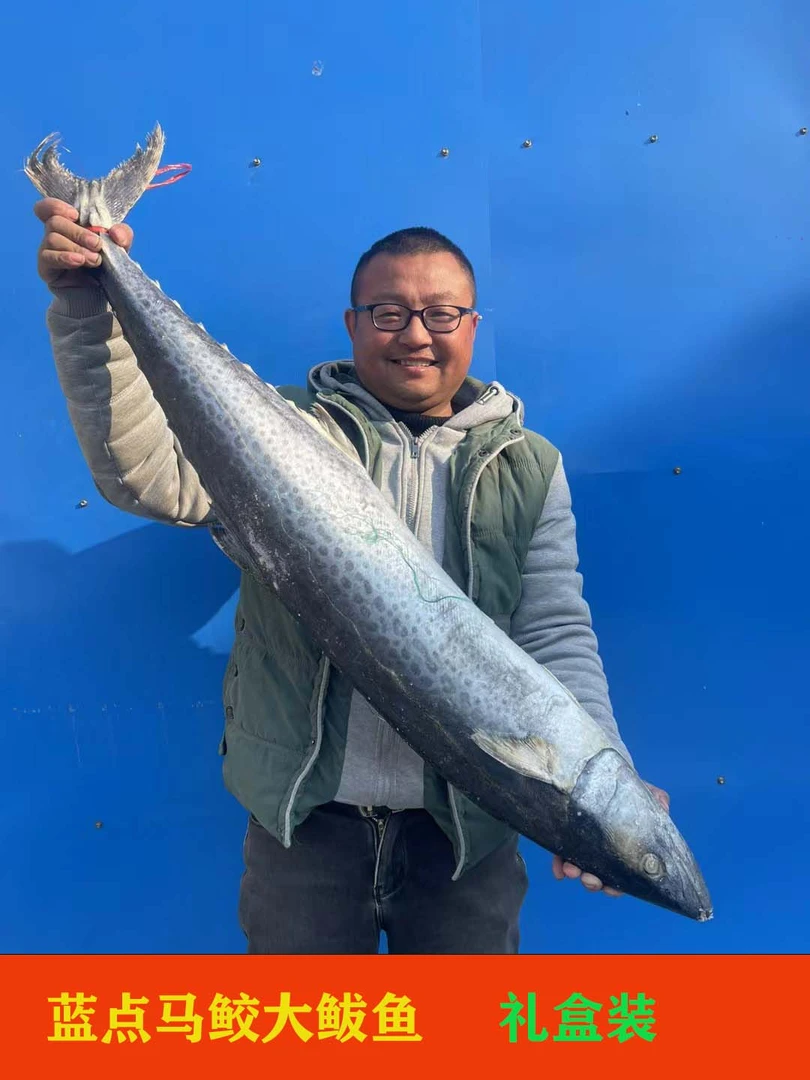 超大山东蓝点马鲛鲅鱼深海燕尾鲅鱼礼盒装中秋送礼佳选