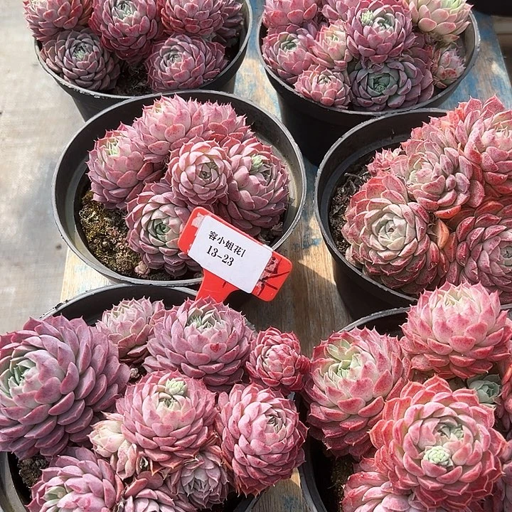 13.23朱沙子一个脱土