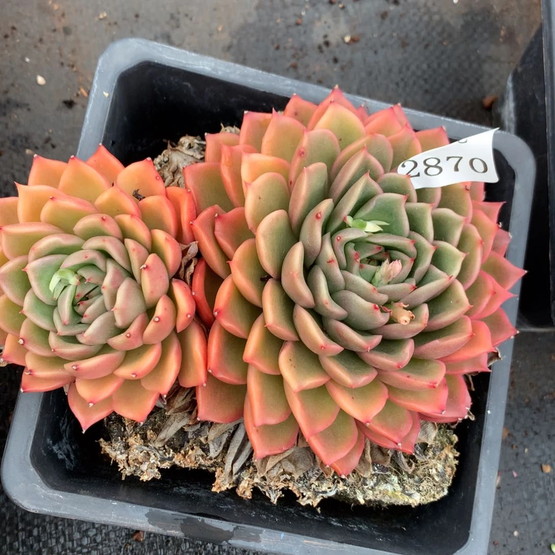 2070杂交多肉老桩