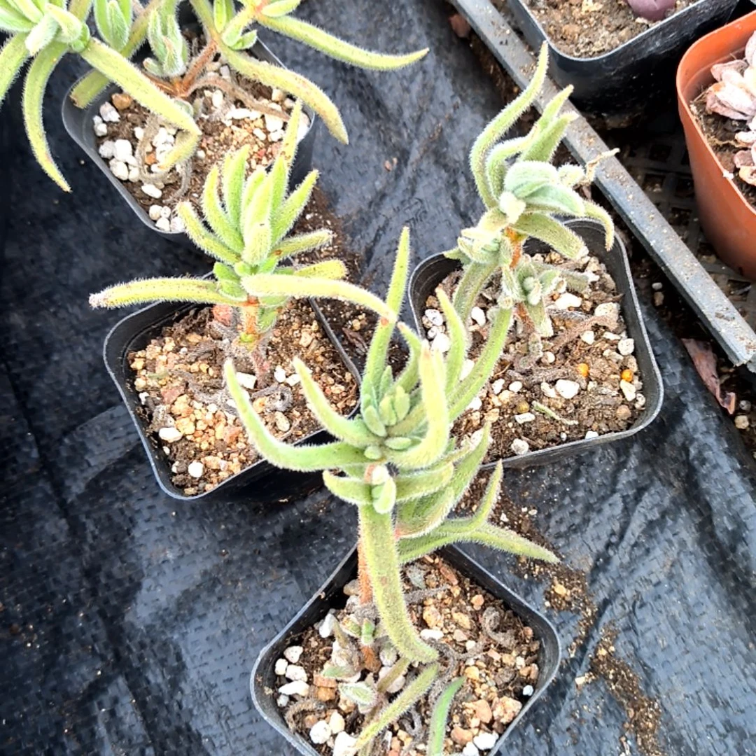 满6元包邮，银狐福利