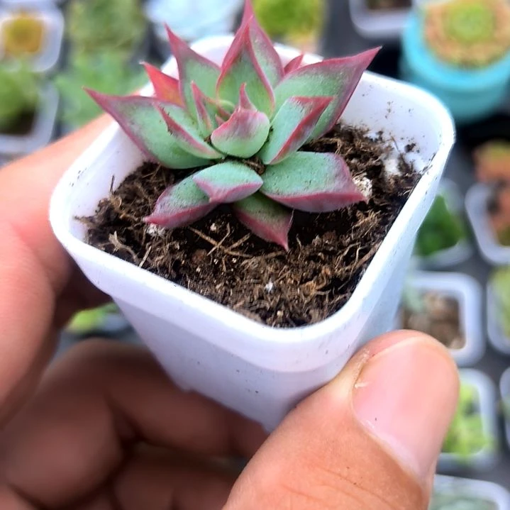 惊鸿仙子，满5元包邮