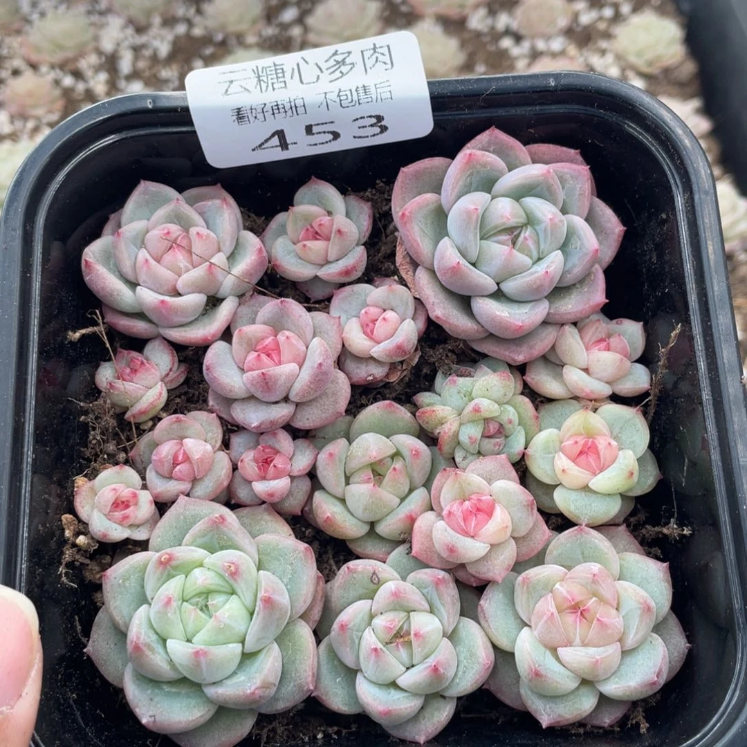云糖心多肉植物453