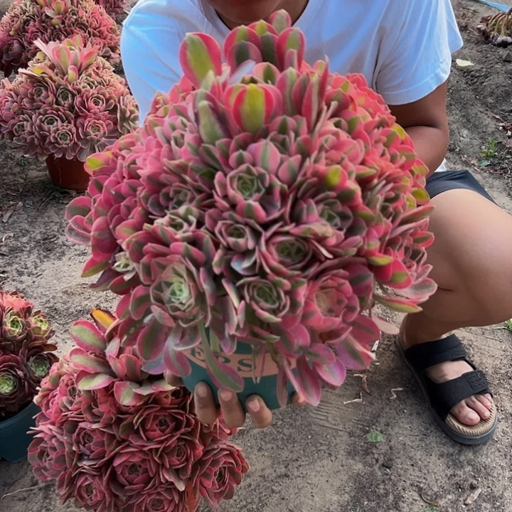 26.8大棵粉女巫一棵