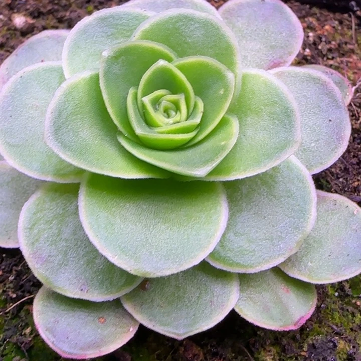 新品5厘米131346649494