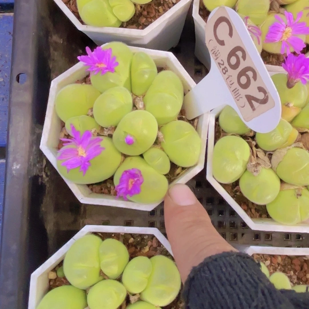 C662毛翠堤一物语拍