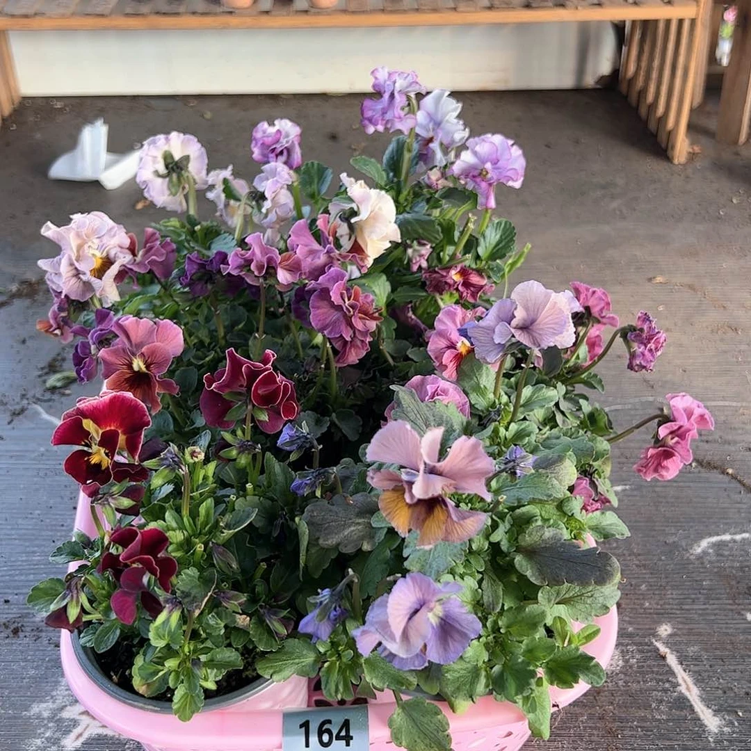 【闪购商品】164号