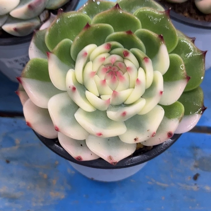 231圆叶吉娃娃大锦边多肉植物