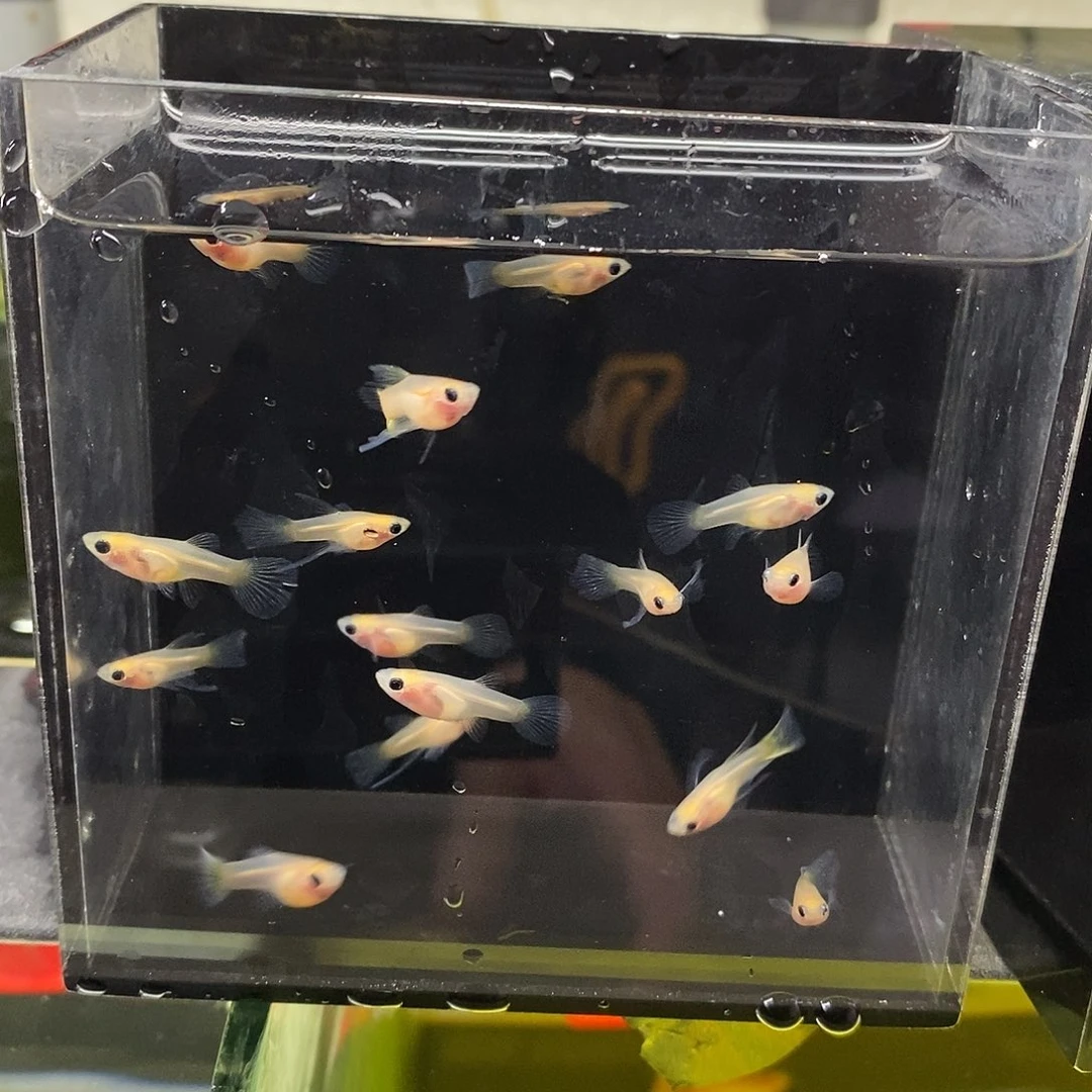 孔雀鱼练手玻璃猫15条