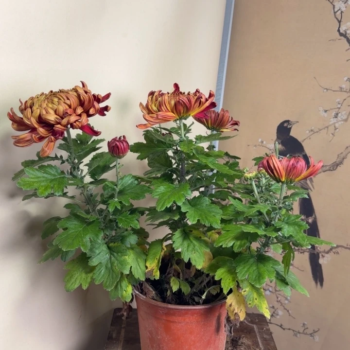 完全开放O1111111111