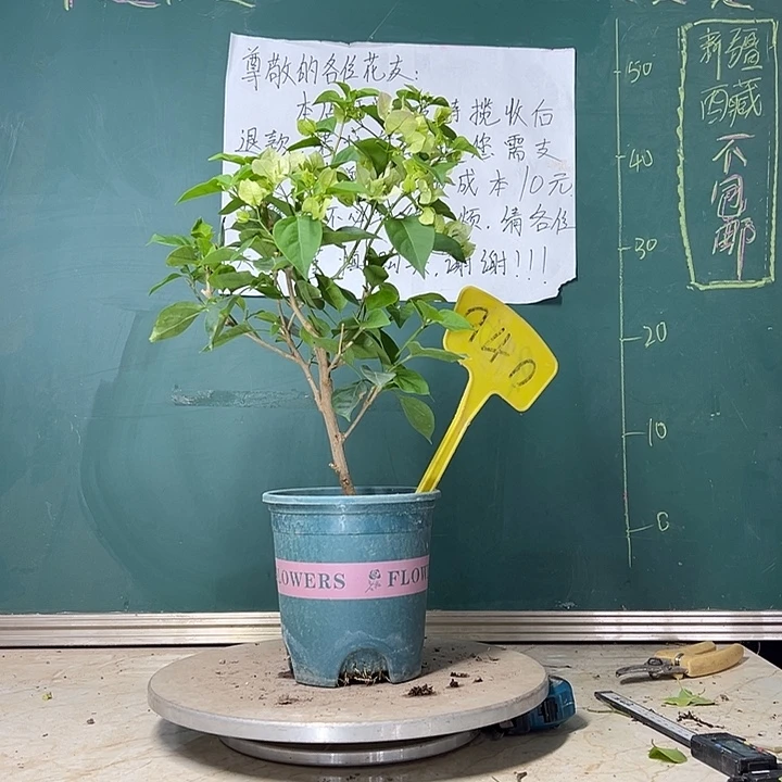 当前无花栽培后可以开花 绿樱  940