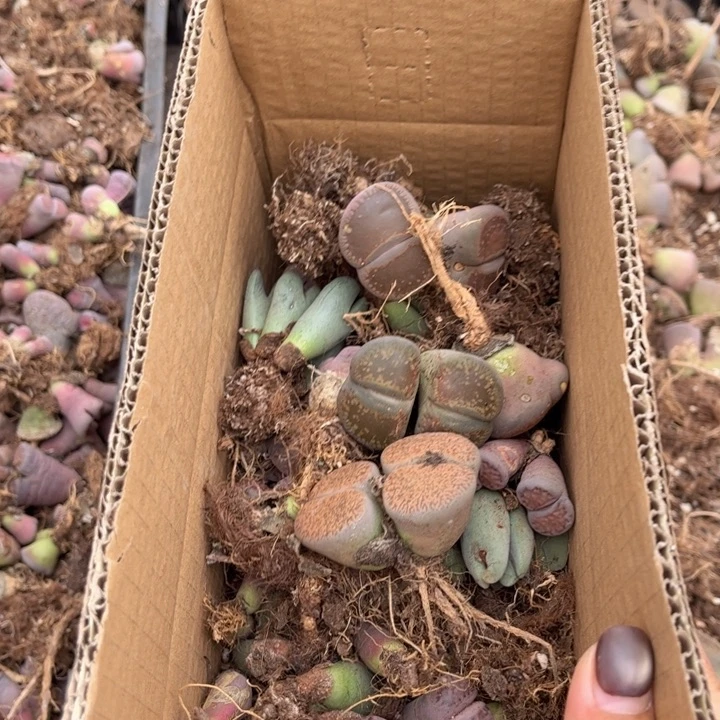 一箱母本88888888888888