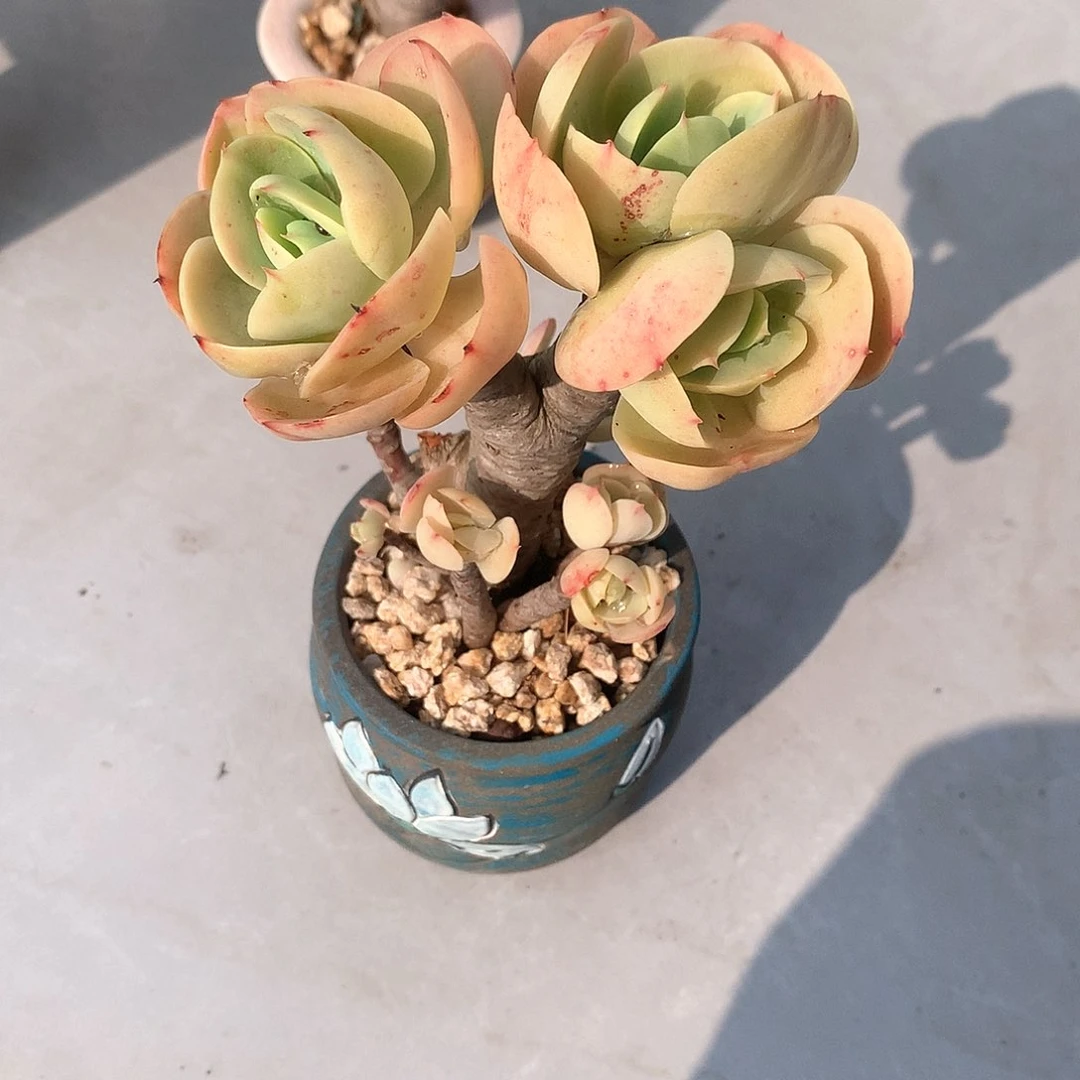 鸡蛋碧桃多肉植物