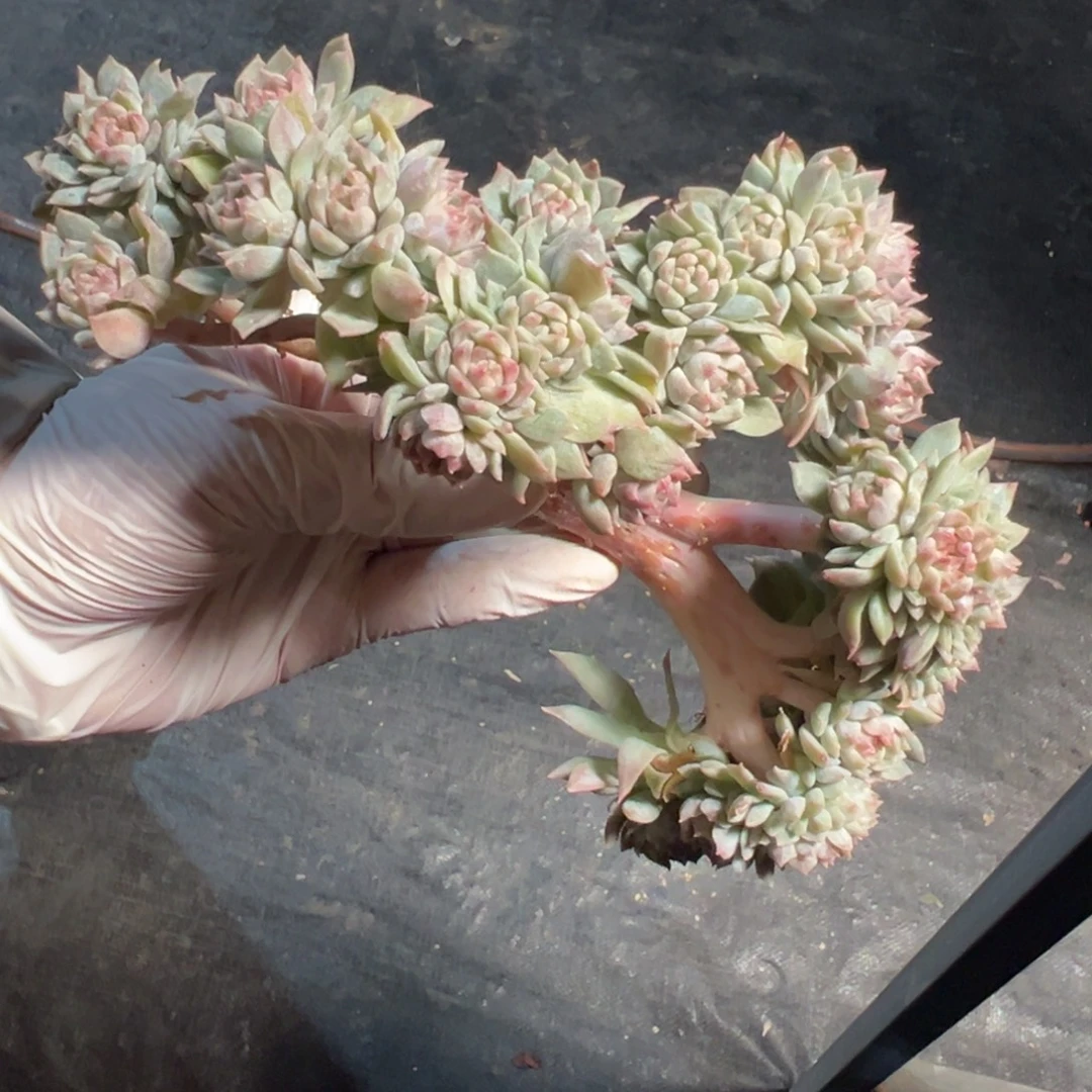 新年快乐 新年快乐