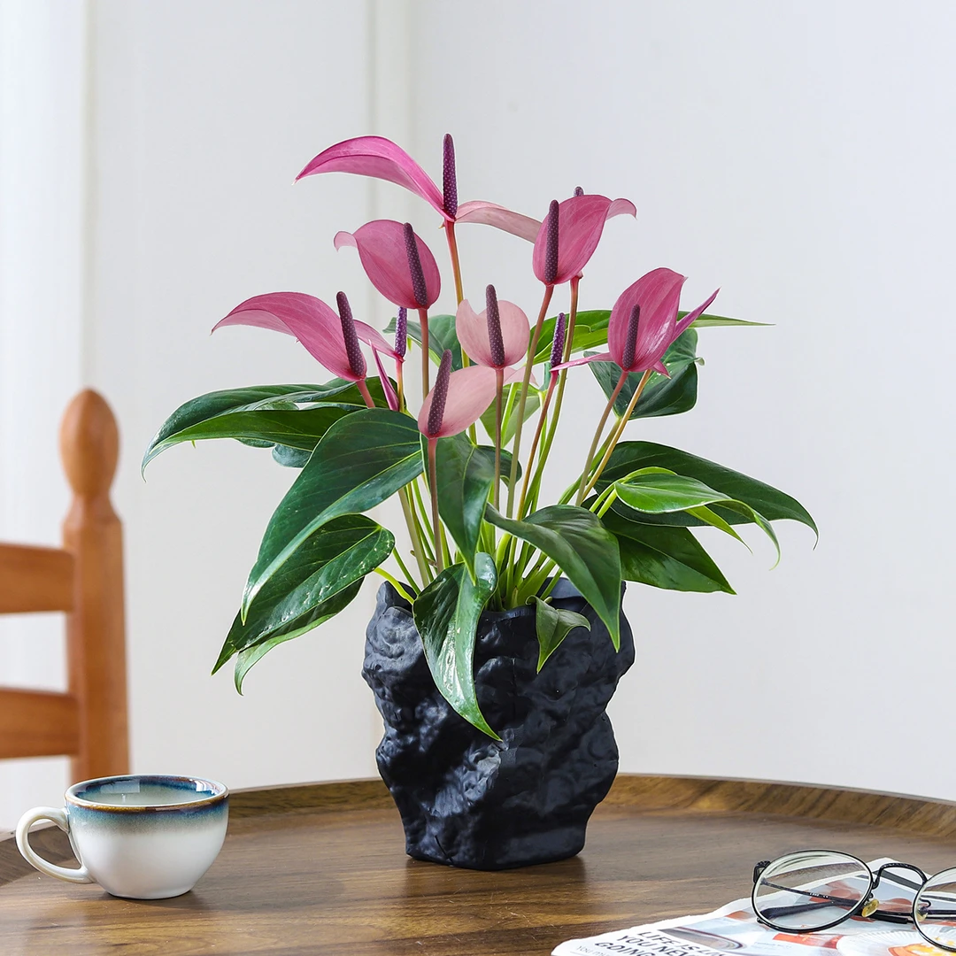 香妃齐祖紫掌盆栽带花白掌一帆风顺水培植物小叶红掌室内花卉绿植