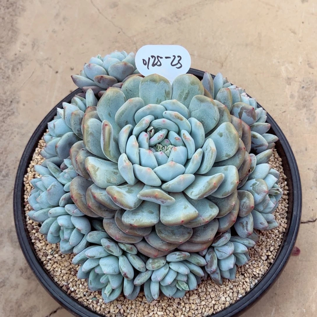 云****40125-23香影母本