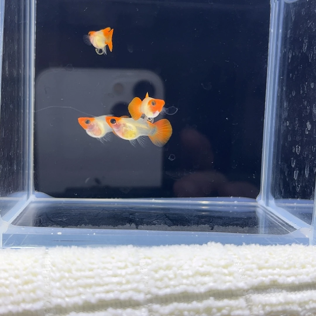 孔雀鱼深海蓝黄化玻璃猫两对