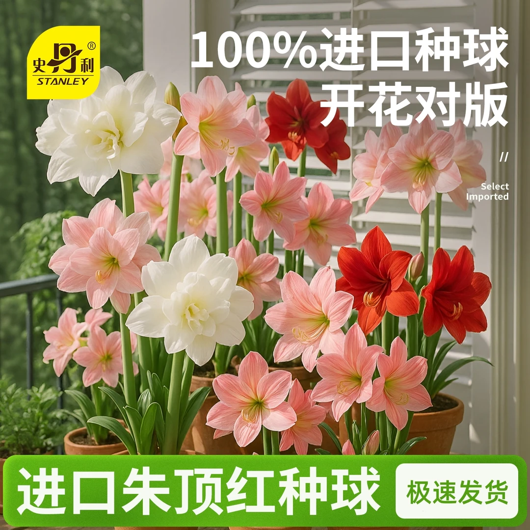 史丹利朱顶红进口重瓣大种球阿弗雷玫瑰花漾荷兰南非四季种植开花