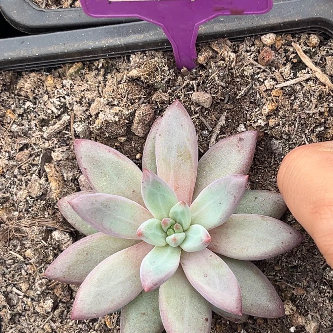 多肉植物彩体虞美人512