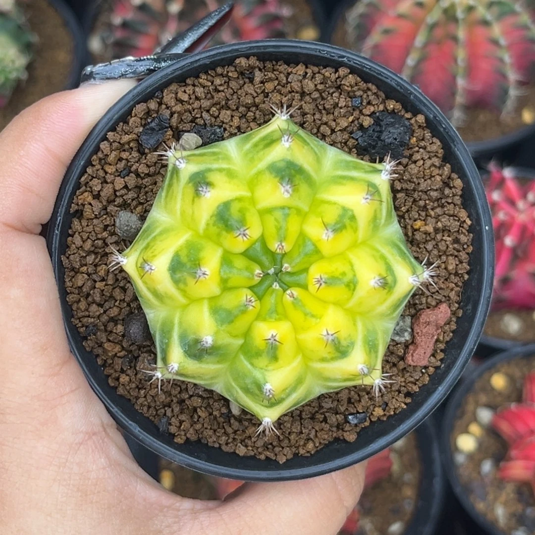 泰系黄锦米哈锦 带盆土发货