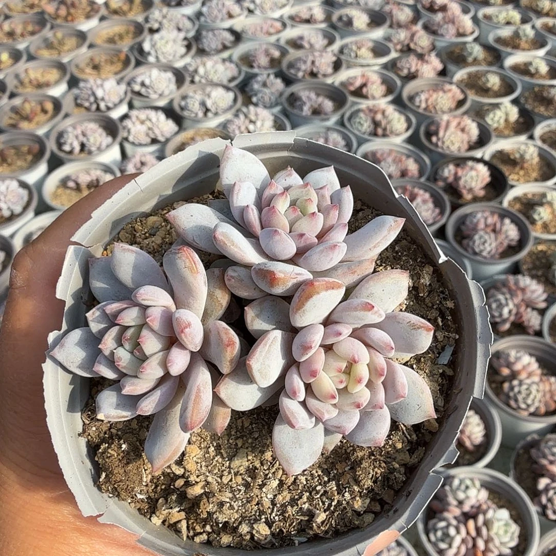 407三头无砍星星橙满20包邮