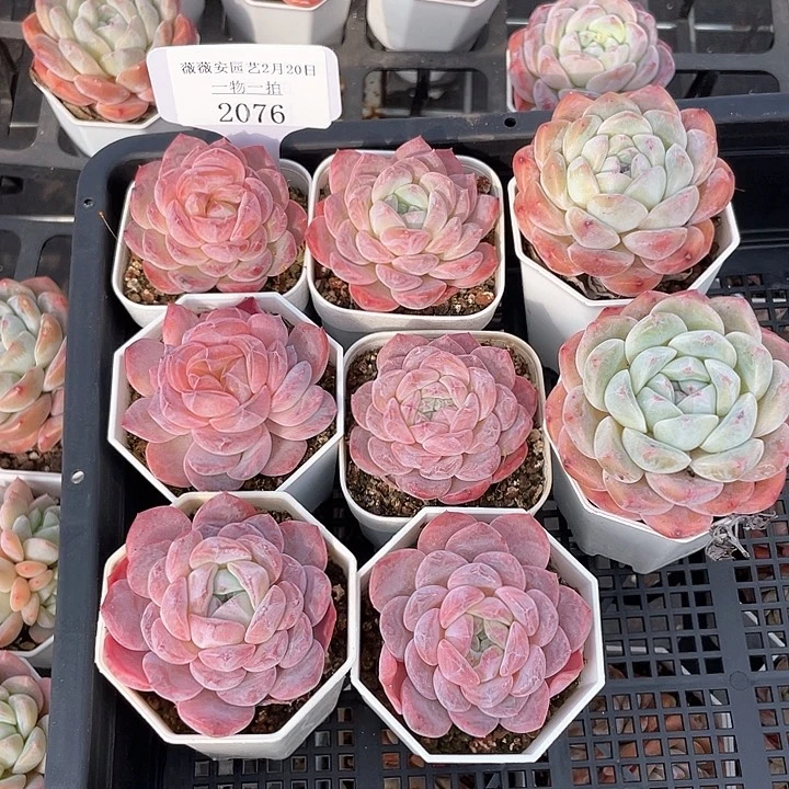 薇薇安园艺多肉2076