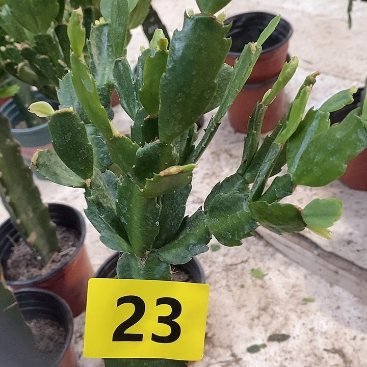 当前无花栽培后可以开花038，23号