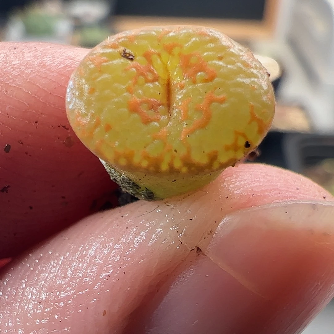 一物一拍。      713