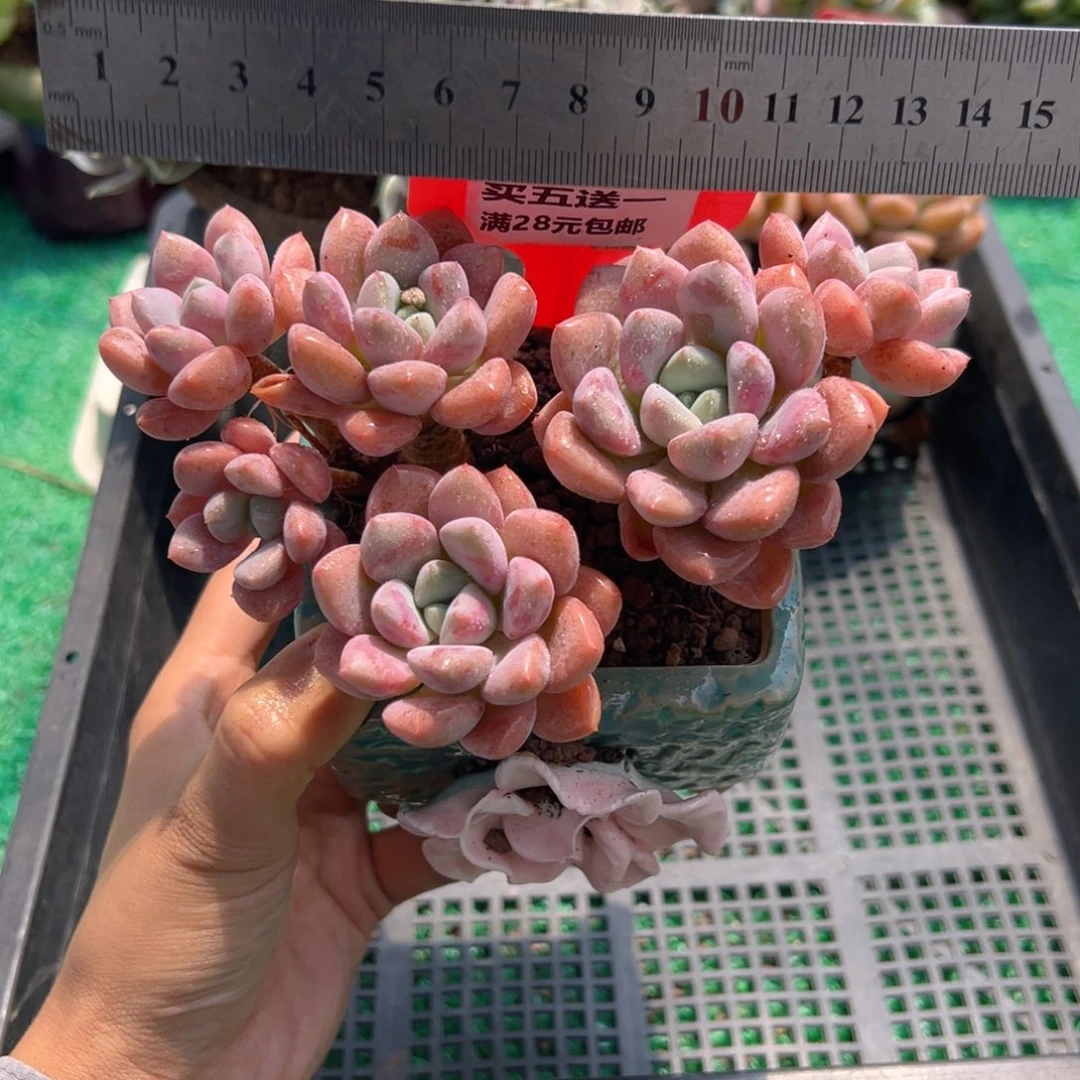 表妹精品多肉植物6375.