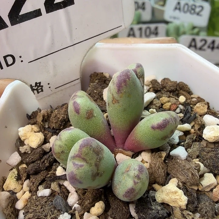 228。满38包邮肉锥