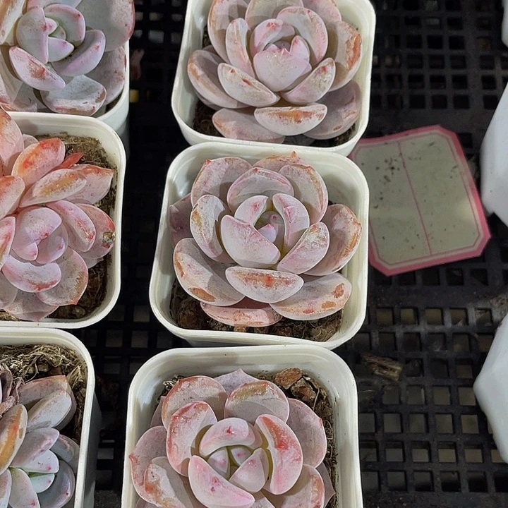 单头抹茶带哦土发