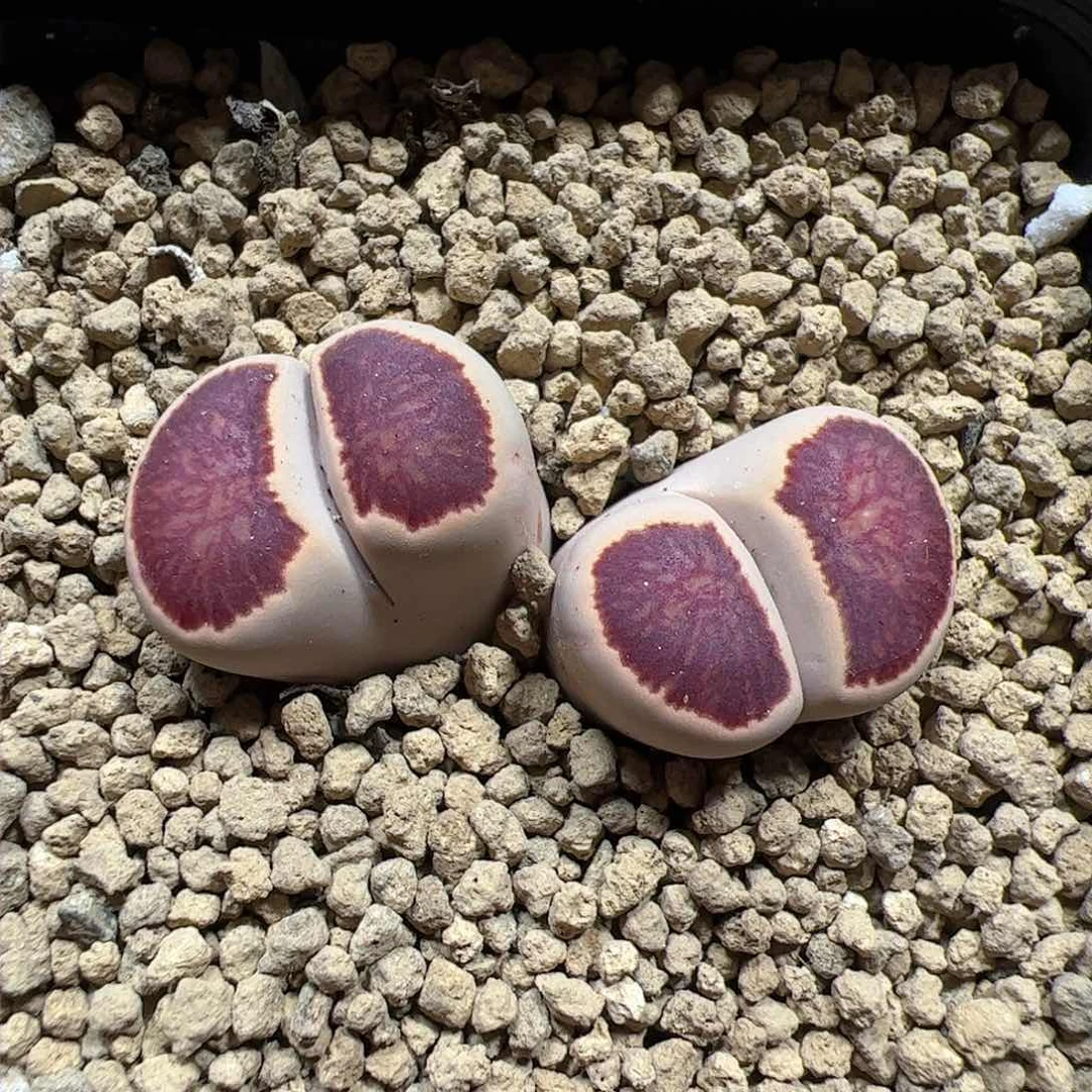 【闪购商品】34 菊