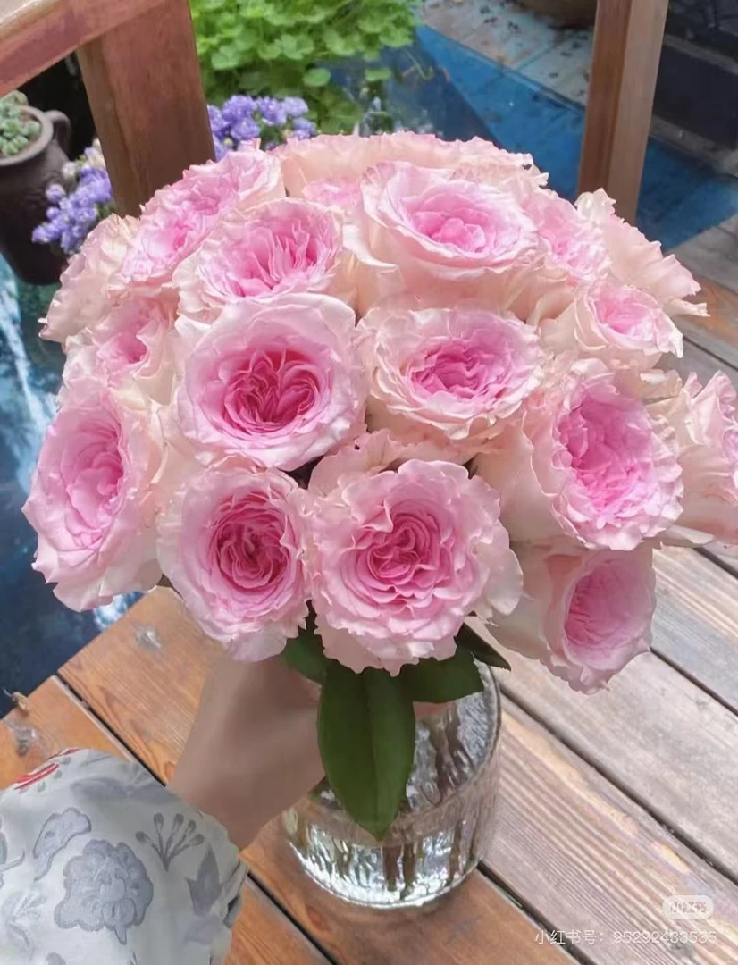 【洛神玫瑰】任意两单及两单以上鲜花顺丰包邮发货