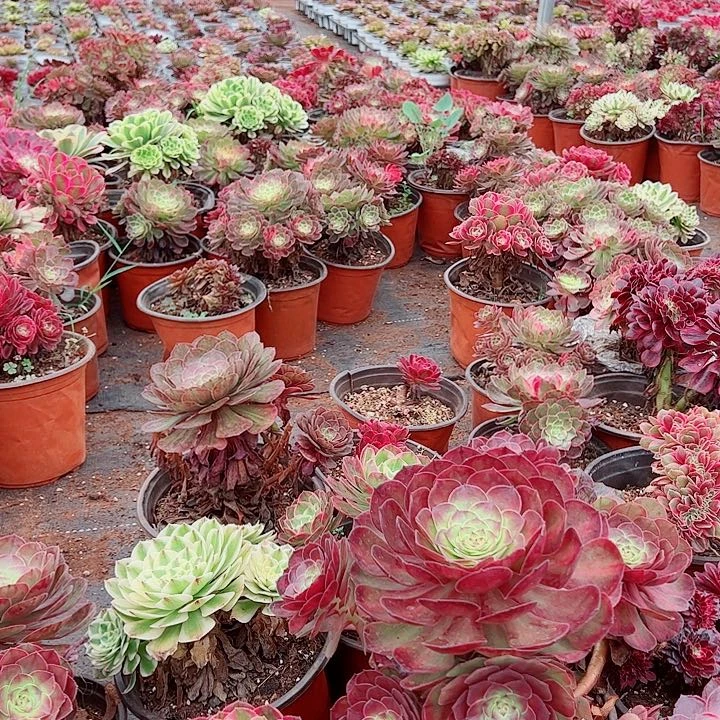 箱拍五颗不同品种不包断枝