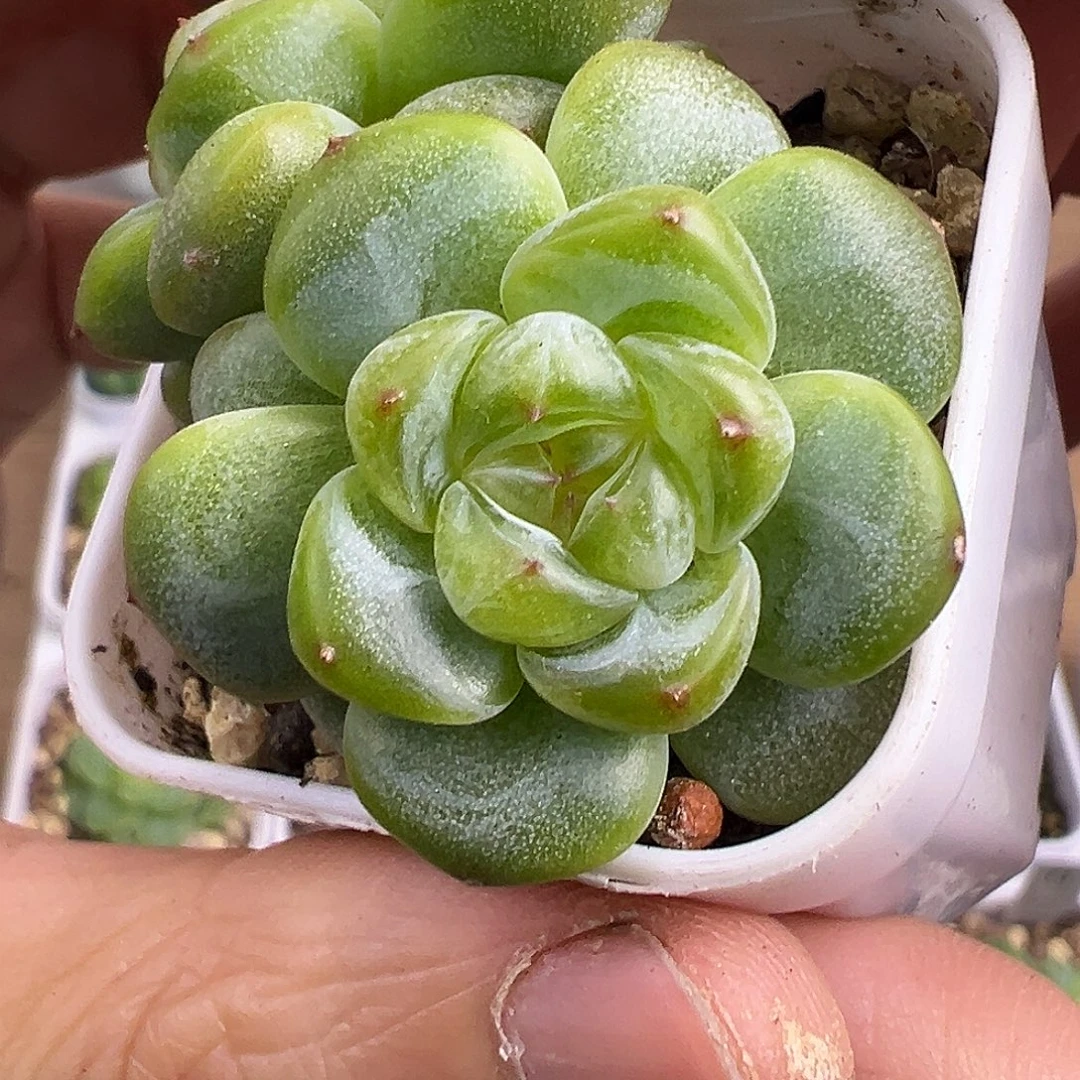 双头甜心。