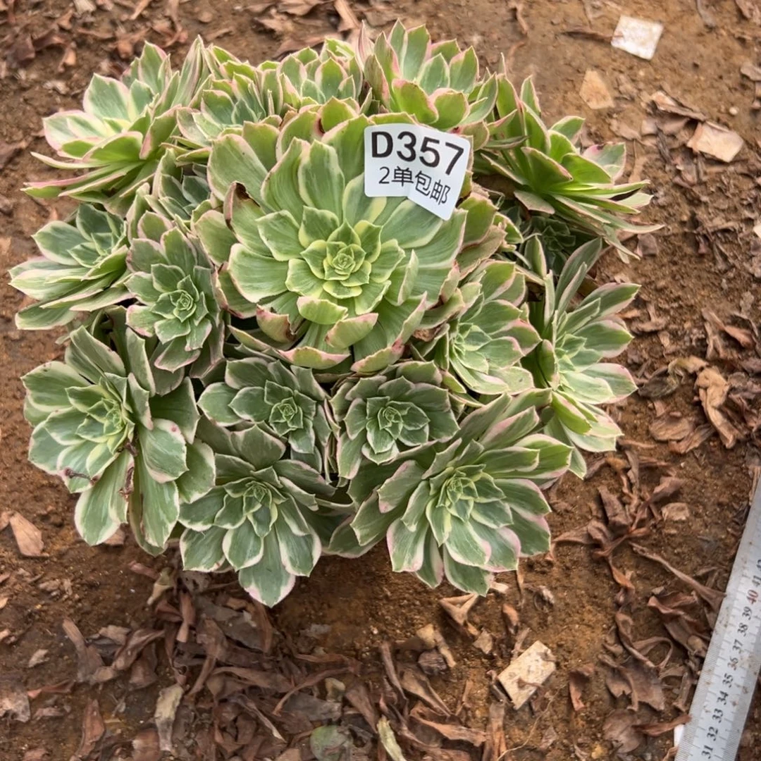 357多肉 水蜜桃不包断头