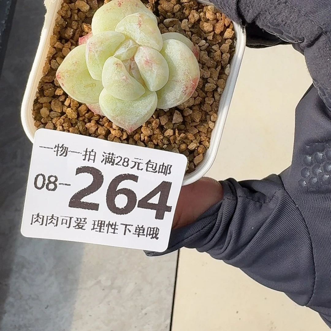 石化冰玉无盆土发货无盆