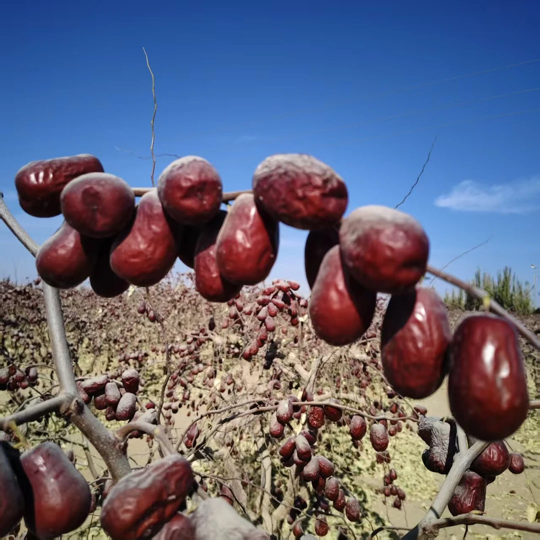 2025年新疆和田大枣产地直发原生态未清洗8—10成干新枣