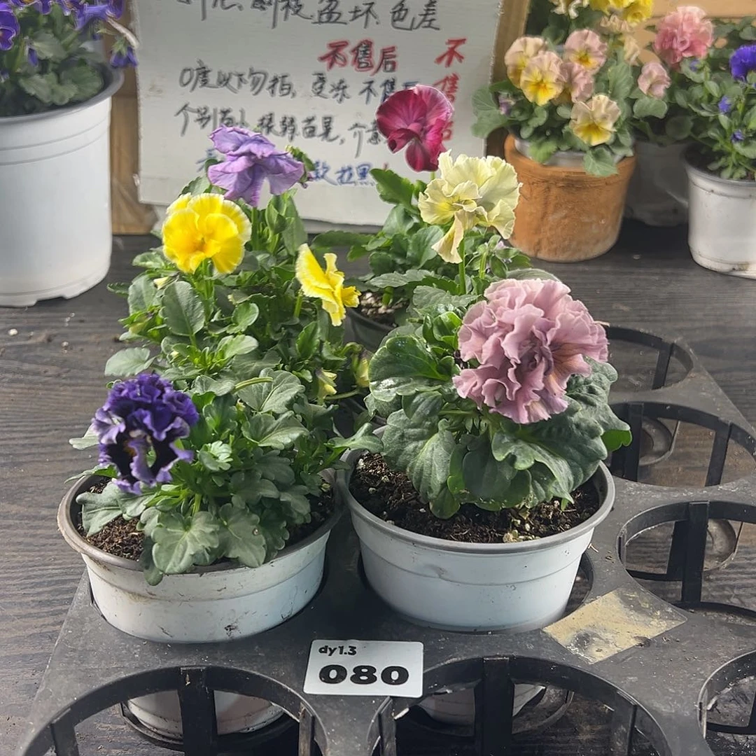 大部分花苞少量开放080号