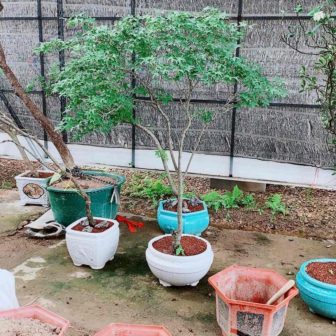 当前无花朵，栽培后可花朵海岛石峰一物一拍