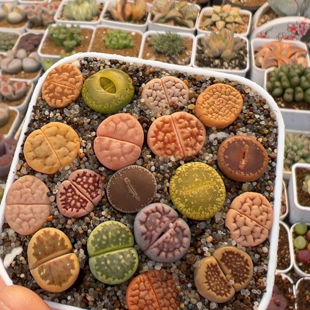 2001多肉植物百科植物