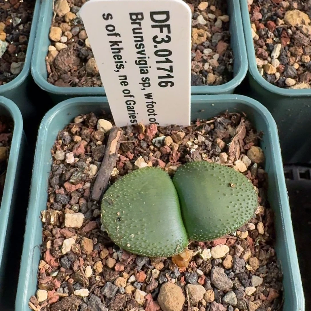 泡泡叶灯台百合母本带盆