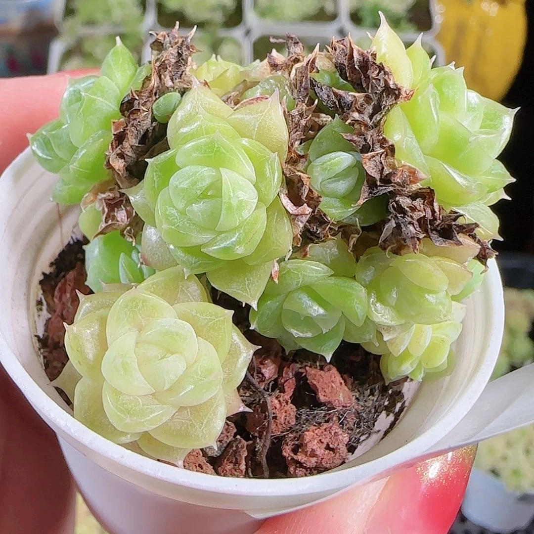 0915-55麦秆优选不包整