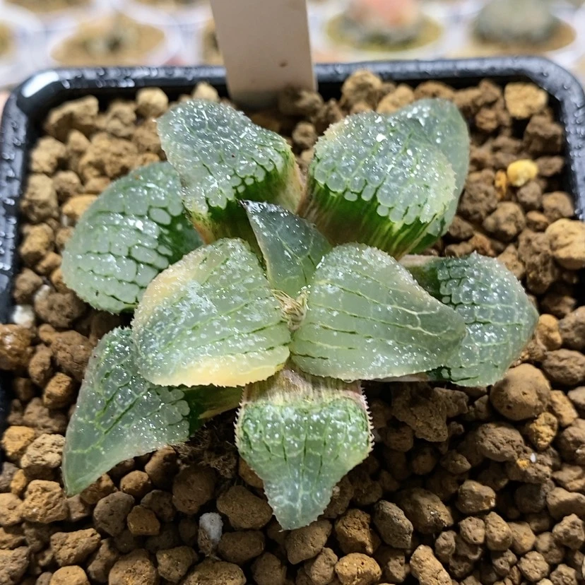 【闪购商品】9天空之镜锦