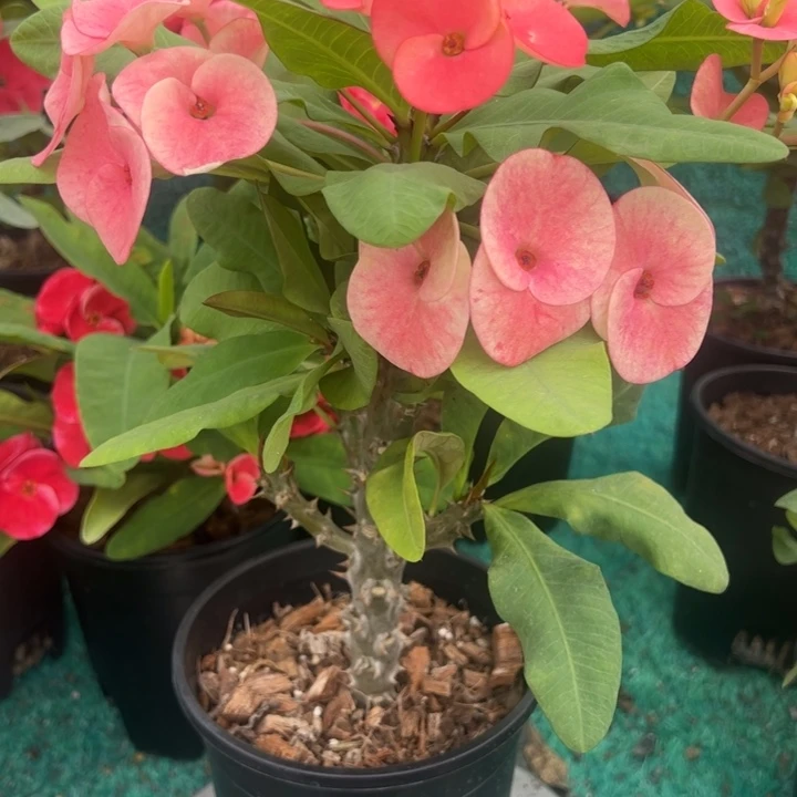 泰品扦插一物一拍